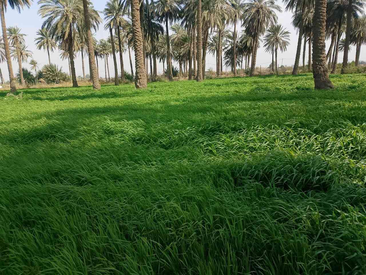 سلام عليكم يوجد أرض زراعيه البيع المساحة 5دونم العنوان كوت اليوسفيه للاستفسار ***********
