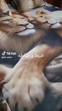 خياطة • جودة القماش • توصيل