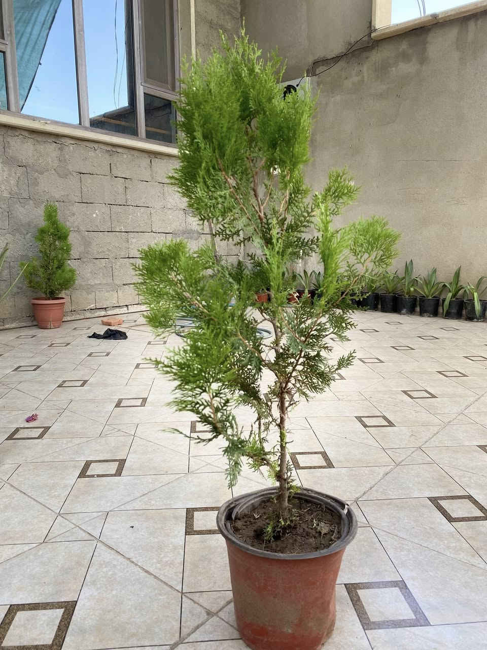 عروض نباتات 🪴 اسعار مناسبة 
يوجد توصيل لكافة مناطق الموصل 
للحجز والاستفسار التواصل عبر الخاص


**إذا كنت صاحب هذا الإعلان وتريد حذفه لأي سبب، رجاءا أرسل رسالة إلى الدعم الفني**