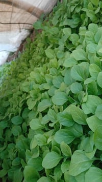 يوجد دوايه باذنجان سوري  للإستفسار 07813757092