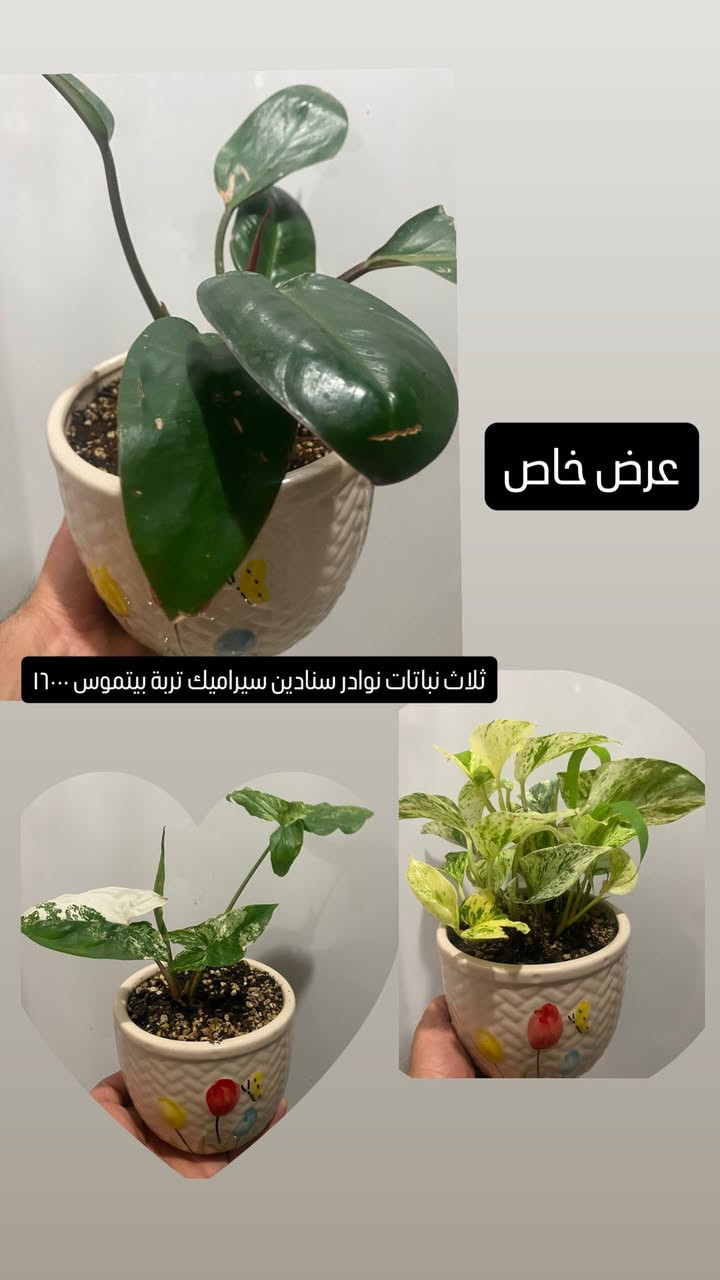 توصيل ٣٠٠٠ فقط
اكثر من ٣ طلبيات توصيل مجاني🔥


**إذا كنت صاحب هذا الإعلان وتريد حذفه لأي سبب، رجاءا أرسل رسالة إلى الدعم الفني**