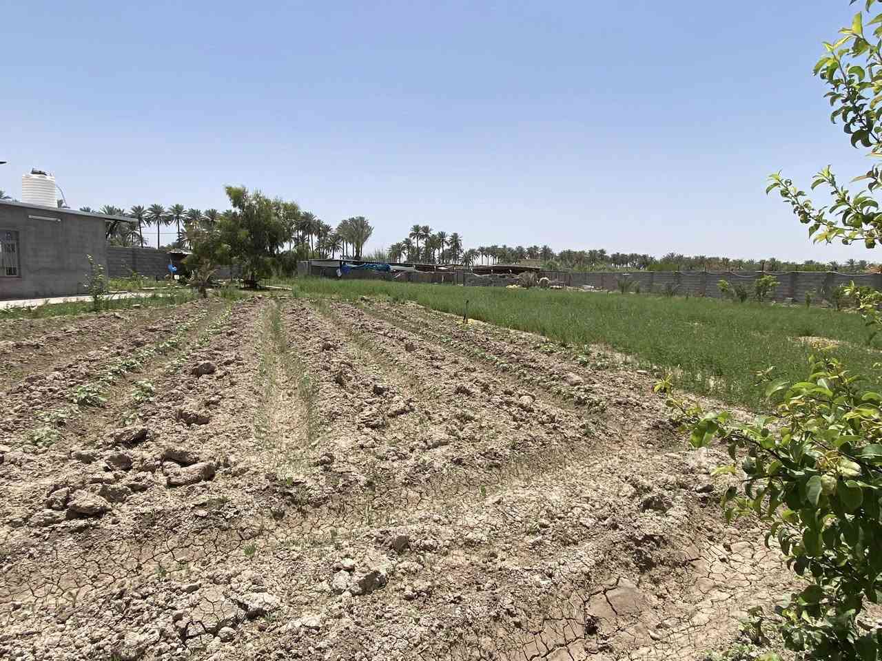 #للبيع 

مزرعه دونم ونص سند 25  تحويل مباشر على طابو المحمودية  تحتوي  على مشتمل + محميات + حقل مسيجة بلكامل بلوك  كافه الخدمات متوفره بيها  مكانها اليوسفيه بئر الحمام  الشارع الثاني هـ***********
