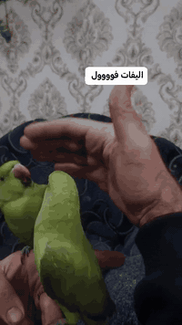 زوج اليفات فول طينه عمر 10 اشهر الفحل بداية كلام مكاني حي الوحدة ***********
