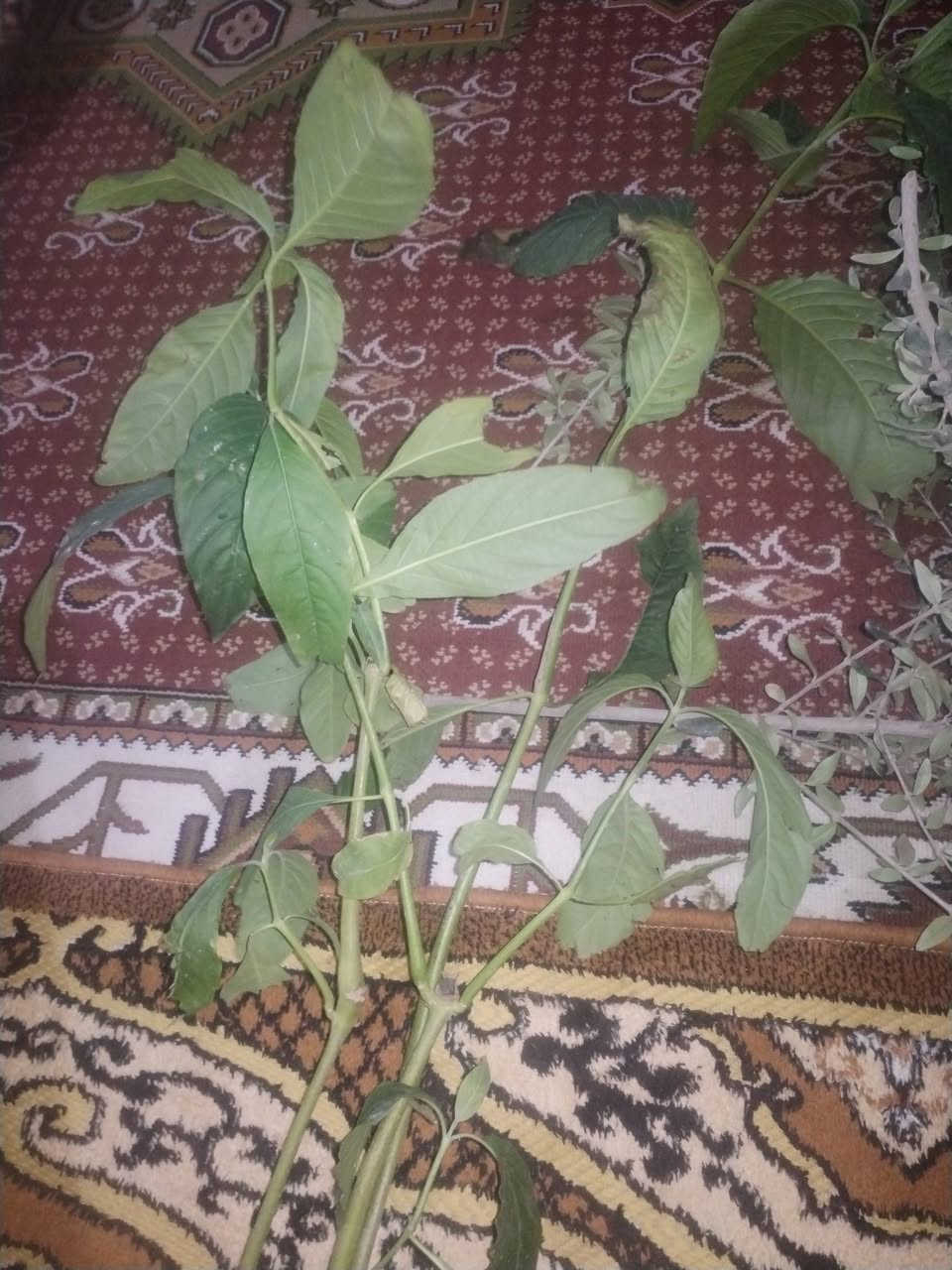 بسم الله الرحمن الرحيم 
حمله ميسان الخير 
الى روح سيدي مومولاي السيد الشهيد محمد محمد صادق الصدر قدس الله سره الشريف اقلام منوعه مجاني
اقلام منوعه 
اقلام جهنمي ابيض 
اقلام جهنمي احمر فاتح 
اقلام تكي عراقي 
اقلام تكي كندي 
اقلام زيتون
اقلام ورد جوري عراقي سلطاني عطري
اقلام ورد جوري ايطالي 
اقلام ورد الميناء
اقلام ورد رازقي عطري 
اقلام عنب 
بس ارجو منكم قراءة الفاتحه او الدعاء الى روح سيدي مومولاي السيد الشهيد محمد محمد صادق الصدر قدس الله سره الشريف 
مشتل الزهراء في ميسان ع العماره بستان دور النفط شارع مقبره الصابئه قرب جملونات بيت العنتاكي للدواشك والحصران داخل الفرع 
***********
***********
