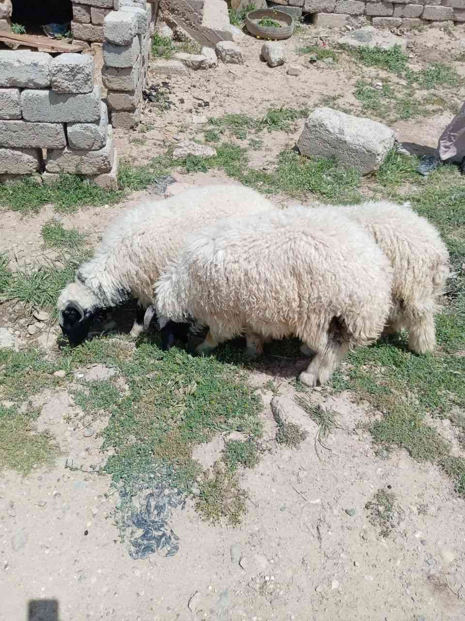 طليان للبيع فول خشنات العدد 3 انضاف رقم وحد فول خشنن يرهم جنيه للدبح شراي يتصل على راقمي ***********. ***********
موصل
