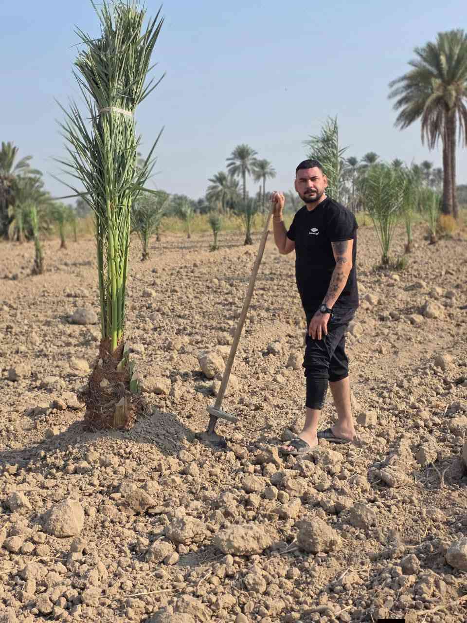 سلام عليكم ورحمة الله وبركاته
نعمل في قص النخيل ونبك ولقلنطوز /وحش الحدائق وتنظيف الحدائق🌴  🌳 عمل جيد وتكريب وكص التمر وتركيس وتلقيح النخل وشلع وزرع النخل وتظيف ونقل النخلة أو الشجرة بعد قصها إلى مكان بعيد عن المنزل... وكذلك تنظيف النخل وتقليم الكابرس.... الإتصال على هذا الرقم(*********** /***********) في خدمتكم أن شاء الله تعالى ومن الله التوفيق🤲🌴

