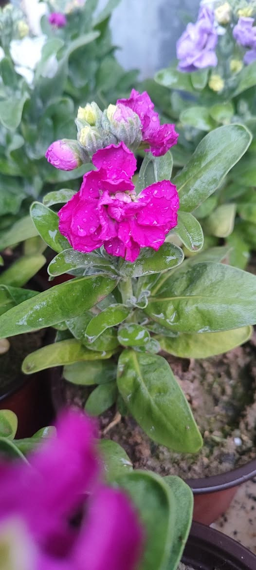 ازهار موسمية 
منثور عطري و بيتونيا و مينا سعر السندان الف دينار 
شقائق النعمان بري ١٥٠٠
تنتج بذور نهاية الموسم 
توصيل فقط لاغلب احياء الموصل 
في حال طلب عشر سنادين فما فوق يكون التوصيل مجاني
للطلب يرجى مراسلة الصفحة


**إذا كنت صاحب هذا الإعلان وتريد حذفه لأي سبب، رجاءا أرسل رسالة إلى الدعم الفني**