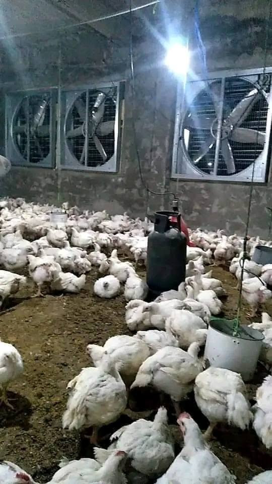 مزرعة دواجن للإيجار -  بالقرب من اكتوبر والهرم
المزرعة جاهزة على التشغيل شغلك فوراً:
1. تجهيز سوبر لوكس: تكييف مركزي + شفاطات قوية = تهوية ومعدل تحويل ممتاز صيف شتاء
2. موقع استراتيجي: 30 دقيقة فقط من الهرم، قريب من الطريق والأسواق
3. مرونة في المساحة*: متاح من 200م لـ 1000م، خد اللي يناسبك
: كهرباء 3 فاز، مولد احتياطي، خزان مياه، سكن عمال، غرفة علف - كله جاهز
5. استلام فوري: المزرعة شغالة ومعاينتها مفتوحة أي وقت

مناسبة للتسمين، التربية، والشركات
*للتواصل والمعاينة مباشرة:*
📱 01111967444
📱 01060169264


**إذا كنت صاحب هذا الإعلان وتريد حذفه لأي سبب، رجاءا أرسل رسالة إلى الدعم الفني**