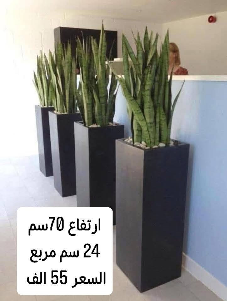 سنادين زراعة 🌿🪾
شغل PVC ثقيل درجة اولى ...
المواصفات 👇
مقاوم للماء والحرارة والظروف الخارجية
ضد الكسر  و يتحمل اوزان ثقيلة🎃

الاسعار والتفاصيل داخل الصور 🎆

فقط في الموصل كله جديد اول مرة يتوفر اشتغلك حسب طلبك واللي يعجبك 📝

#للاستفسار والطلب علق بـ#تم ✅
أو تواصل على #الواتساب ✅
***********
ويوجد خصم لاصحاب المحلات والمشاتل داخل المدينة 🥰
ايضاً يوجد خصم للذي يطلب قطعتين أو اكثر 🥰
