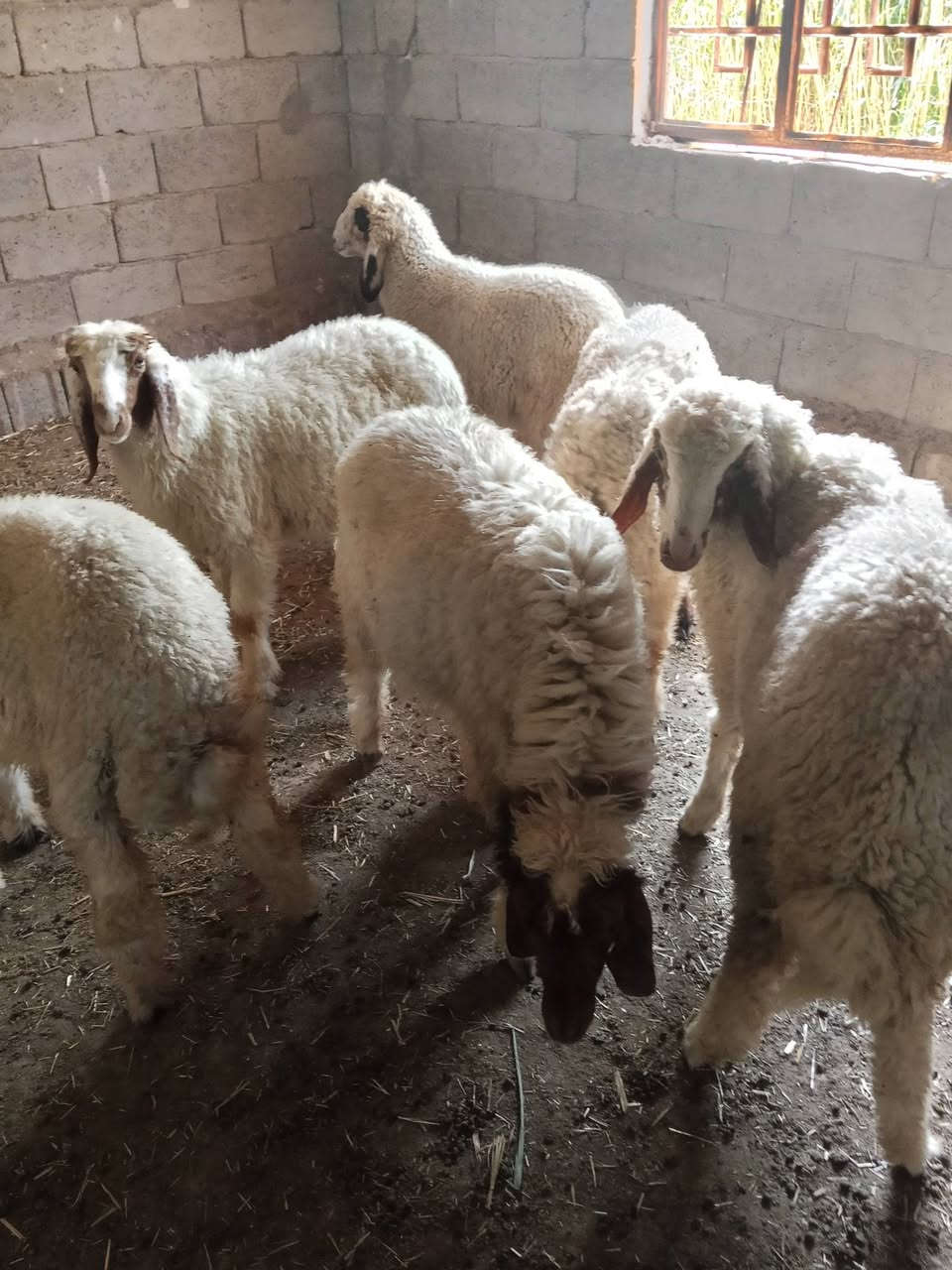 السلام عليكم هلال للبيع 
***********
