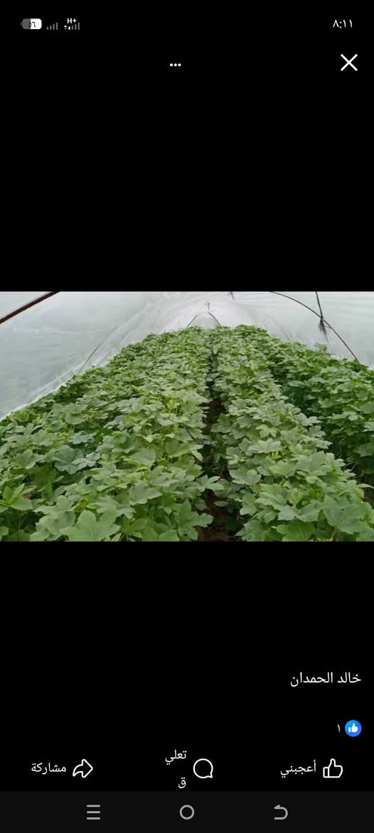 بذور بانيه متعهد تبن للبيع ***********
