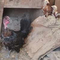 دجاج • دجاجه • افراخ • فروخ • دجاج ام ركيبه • فراخ ابو ركيبه • دجاج بل...