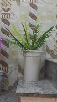 ورده بنفسجيه • طاقة شمسية • ابو غريب