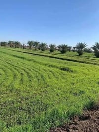 يوجد دونم للبيع سند 25 في حميد شعبان الدونم فارغ واجهه 50 ونزال 50 قرب...
