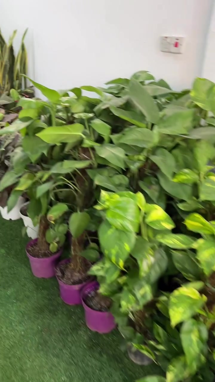 🌿 تم وصول مجموعة جديدة من النباتات الظلية 🌿

متوفر أنواع مميزة وبأسعار مناسبة ✨
زورونا بالموقع:

📍 قرية الغدير الأولى
مقابل مطعم القرية

🚚 التوصيل متوفر:
• داخل النجف: 3000 دينار
• للمحافظات: 5000 دينار

📞 للتواصل والاستفسار:
***********

