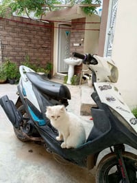 ماكس عدلة • نواقص بسيطة • بيها مجال