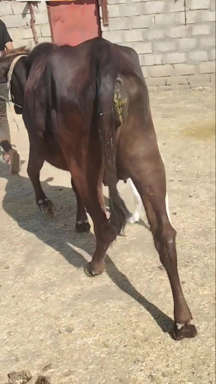 بچرالبيع وراها حوليه امان وعلاكل عيب وشراي يتصل قريه النايفه ***********//***********
