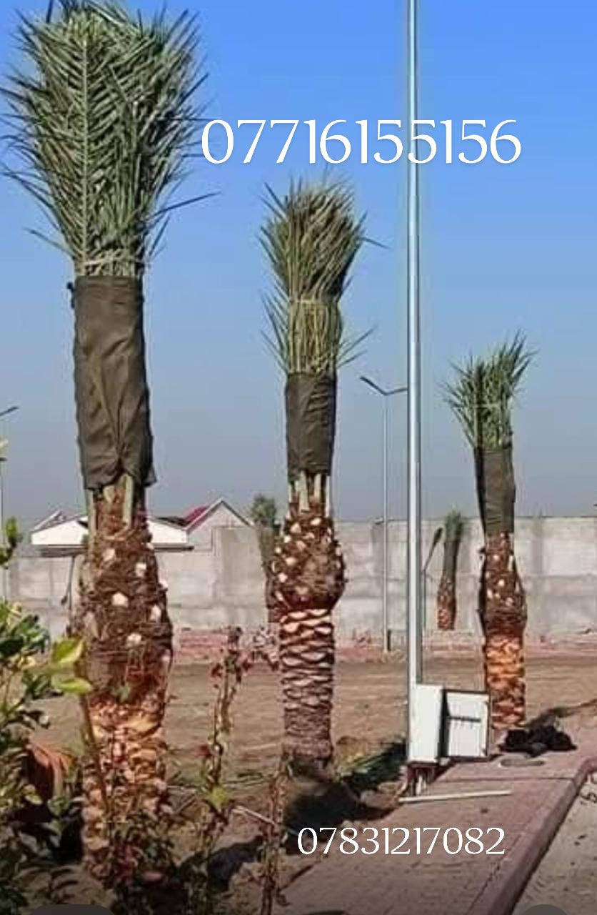 🌴 استثمر في الزراعة الذكية مع أفضل أنواع الفسائل! 🌴
*********** هل تطمح لتطوير مزارعك بمواصفات عالمية؟ ✅ نحن نوفر لك فسائل نادرة وجودة لا تُضاهى لتضمن نجاح مشروعك الزراعي.

🔸 فسائلنا المميزة تشمل:

خستاوي 🌱 | بريم 🌴 | عمران 🌿
تبرزل 🌳 | مكتوم 🌴 | جمالي 🍃
اشرصي 🌴 | بربن 🌿 | حمراوي 🌴
شكر 🌾 | شوثي أصفر 🌻
✨ لماذا نحن خيارك الأفضل؟

جودة مضمونة بتوثيق أمهات معتمدة.
نوفر كافة الأحجام حسب الطلب.
توصيل سريع وآمن لكل محافظات العراق 🚚.
خدمة مخصصة للمزارع، المشاتل، والدوائر الرسمية.
📞 للطلب أو الاستفسار:
اتصل على***********📱 *********** يتوفر واتساب 
📞 
📲 ***********
📞
متابعه لصفحه فضلا وليس امرإ
✨ استثمر اليوم وحقق أفضل العوائد!
تواصل معنا الآن عبر الصفحة أو الأرقام المذكورة، واجعل مشروعك الزراعي بداية نجاحك. 🌟
