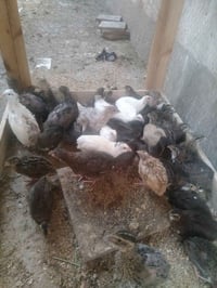 سمان • ٢٠ يوم • حديثة