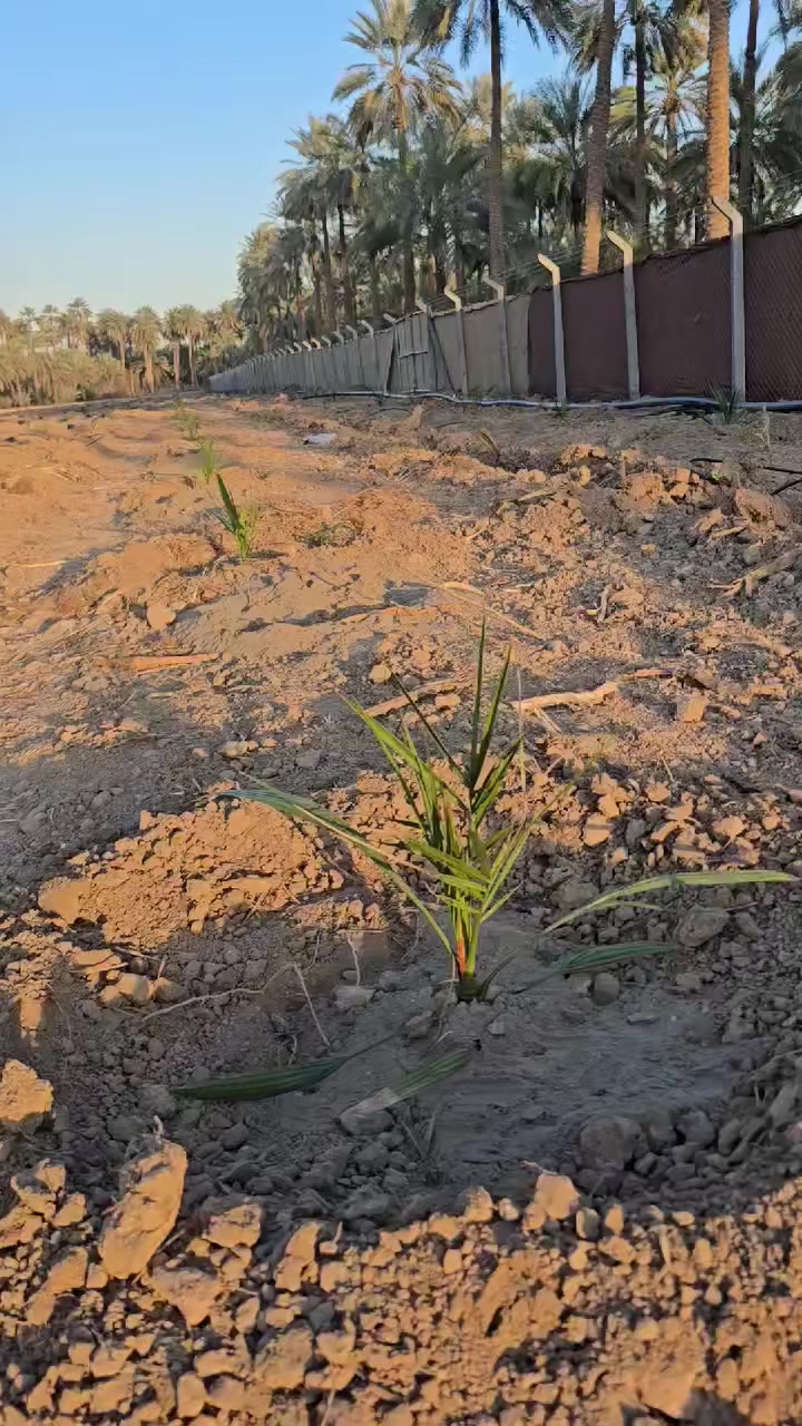 السلام عليكم متابعينا الكرام 🌴✨

اليوم وبتاريخ 2026/3/4
بعون الله تعالى يستمر كادر أخوكم سلام الشمري بزراعة فسائل البرحي النسيجي للأخ حسين من محافظة واسط / قضاء الصويرة، بواقع 350 فسيلة 🌱

تم اعتماد نظام الزراعة المكثفة بمسافات 4 متر بين كل فسيلة وأخرى، وعند نضوج الفسائل سيتم قلع فسيلة بين كل فسيلة وأخرى لتصبح الأبعاد النهائية 8×8 متر بمساحة نموذجية مدروسة تضمن تهوية أفضل وإنتاجية أعلى بإذن الله 🌴

كما تم تأسيس منظومة ري حديثة بإشراف المهندس سيد أحمد البعاج 💧 لضمان توزيع مثالي للمياه ودعم نمو الفسائل بالشكل الصحيح.
وستستمر المتابعة الميدانية من قبل كادر سلام الشمري لحين الإثمار، لأن نجاح المشروع مسؤوليتنا قبل أن يكون مسؤوليتكم.

🔹 ترغب بتأسيس مزرعة نموذجية مدروسة؟
🔹 تبحث عن إشراف هندسي ومتابعة حقيقية حتى مرحلة الإنتاج؟

📞 تواصلوا ويانا الآن… وخلي مشروعك الزراعي يبدأ بخطوة صحيحة ومدروسة من البداية 🌱�

_______________________________

للاستفسار الاتصال على الأرقام التالية 📞:
*********** / ***********
أو مراسلة الصفحة مباشرة.

العنوان 📍: واسط / قضاء الصويرة / مجاور محطة وقود ديار شمر
