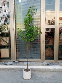 نباتات مميزة • هيت الجمعية الاولى • توصيل العراق