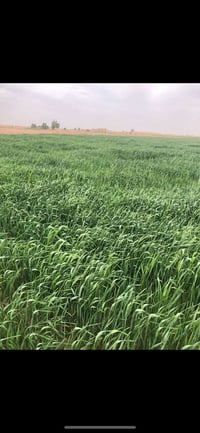 أرض زراعية • ٣٠٠دونم • شارع الاستراتيجي