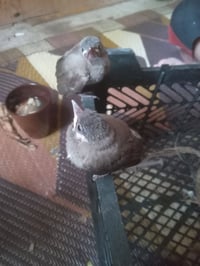 بلابل البيع٠٧٨١٨٧٨٧٧٨٥