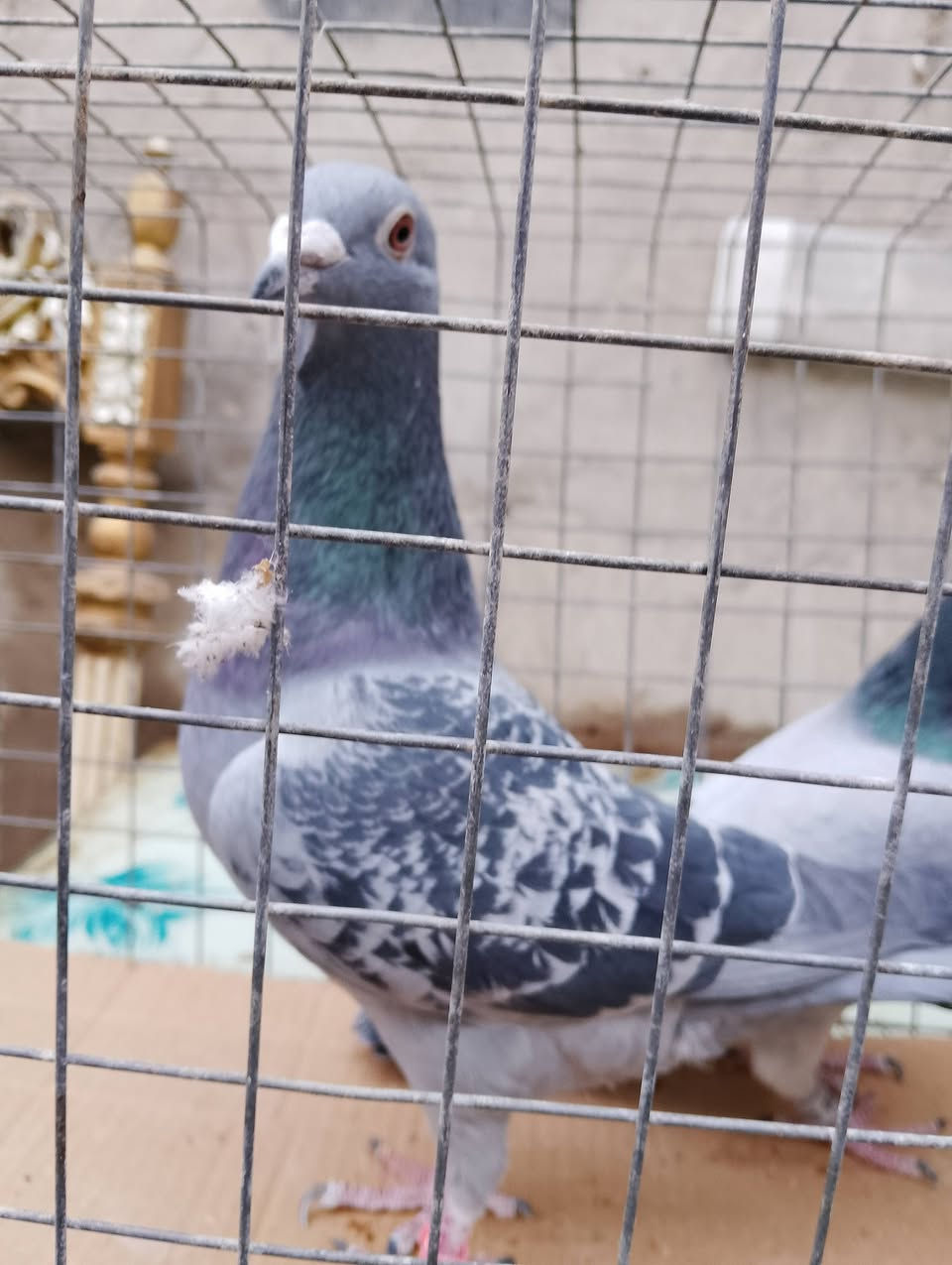 السلام عليكم متاح... ثلاثه زواجل فحل احفاد شهايد الطويرني كوب مان..... وجيني هولندي.. ويريدهن يدلل.
مكاني بغداد المشتل.. ***********
