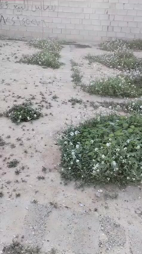 الحمد لله 
للبيع 
اساس للبيع في الخلف الخضر 
المساحة 230 متر 
للاستعلام الاتصال بالرقم 
***********
