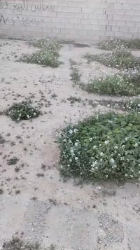 الخلف الخضر • ٢٣٠م • أساس