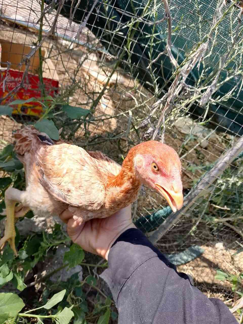 سلام علیکم اخواني موجود دجاج هراتیە سعر زوج 30شرط انطي فول ترکي امە ابوە موجود تشوفە تاخدە ***********

