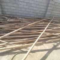 بياض باريات • جنكو مضلع • مندلي