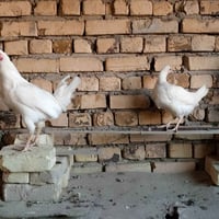 دجاج وديچ • عرب أصل • ٦ أشهر