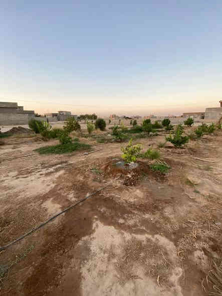 السلام عليكم 
دونم 50×50 شارع 8متر على ثلاث جهات بالقرب من شارع الزيتون في منطقة سكنية للأستفسار الاتصال على الرقم ***********/***********
