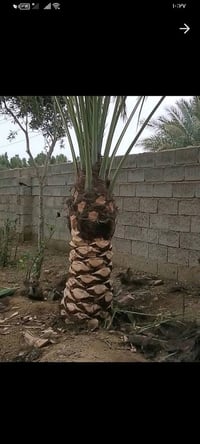 صاعود مال نخل  تكريب نخل  وهاذه شغلي👇حش الحدائق  وهاذه رقمي 0771281947...