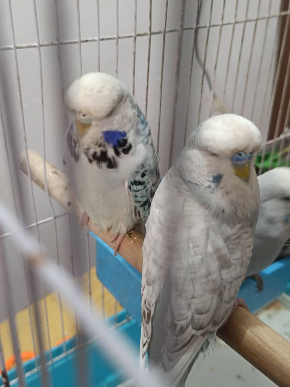 طيور حب نكليزيات للبيع او مراوس  بدجاج


**إذا كنت صاحب هذا الإعلان وتريد حذفه لأي سبب، رجاءا أرسل رسالة إلى الدعم الفني**