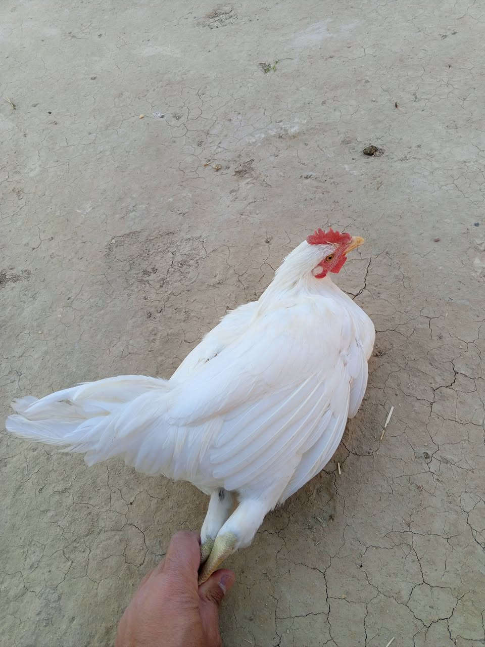 دجاجه وديچ شحم ابيض عرب اصل مكفولات من كلشي شرط والسعر 27 مكاني الفهود العمر 6 اشهر


**إذا كنت صاحب هذا الإعلان وتريد حذفه لأي سبب، رجاءا أرسل رسالة إلى الدعم الفني**