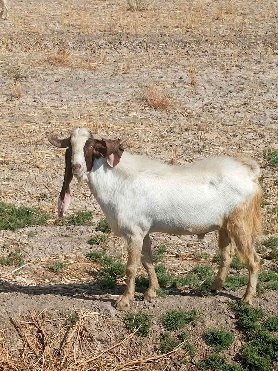 فحل افقاني اللبيع.   ***********
