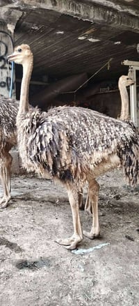 أغراض عامة • متنوعة • مختلفة • للبيع