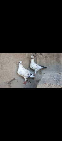 متاح زوج افراخ زازات طيور خشنات صحتهن خير من الله طيور محلقات وملقحات ...