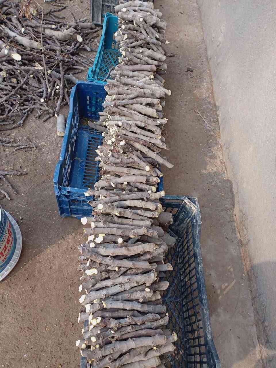 السلام عليكم مع بدايه الموسم ويانه ابدد لاتحتار لتسهيل تكاثر النباتات وتشجيع على زراعه والقضاء على التصحر في عموم العراق يتوفر لدينا جميع اقلام النباتات بكميات مفتوحه 
(1000) قلم جاهز مع القص انته عليك بس تزرع فقط بسعر مناسب جداً فقط ب(60)الف دينار ويوجد توصيل لجميع المحافظات العراق الحبيب اقلام المتوفرة (ياس،  عنب،  رمان،  تين،  زيتون، عنب  تكي،  ياس،  دفله) 
التعليمات من اجل نجاح عمليه الزراعه 
#اقل كميه 500 قلم 
اولا /بيت محمي بطول 3 امتار يمتاز بحراره عاليه 
ثانيا /توفير ضل مناسب او جلب سعف النخيل لغطاء من جميع الجوانب 
ثالثا /مراعاة المده الزمنيه لسقي الاقلام مايتراوح بين اسبوع والاخر 
رابعا/ يجب توفير رمل خالي من الاملاح والشوائب 
خامسا/ عنده تجذير الاقلام او انبات نبات بصوره واضحه يتطلب فتحه ثغره بصوره متقطعه  
فقط واتساب ***********
غير موجود على فيس بسبب الانشغال بلعمل
وشغل درجة اولى القلم يقص بيوم وندزه بيومه للحفاظ عليه من الجفاف
#وشغل درجة اولى وترتيب وتنظيم وفوكاه زياده لكل زباىنا في جميع المحافظات العراق 🇮🇶
  #بس مشتل زهره مشتل زهرة الربيع  يوصلك طلبك لباب البيت وفوكاه نتواصل ويه الزبون على مدار الاسبوع لنجاح الاقلام بصوره سليمه
