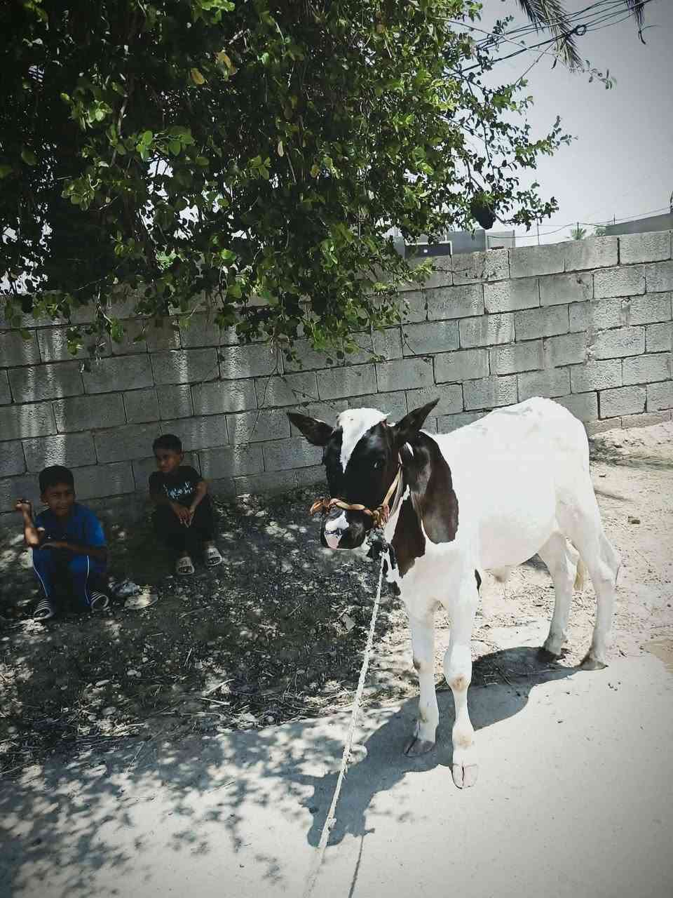 يالله سلام عليكم اخوان
عجل حلو يرهم ارباط ويرهم اكصابه شرط الصحا الي يريده يتواصل وياي وبل خدمه المكان واسط الشحيميه قريه 10
***********
