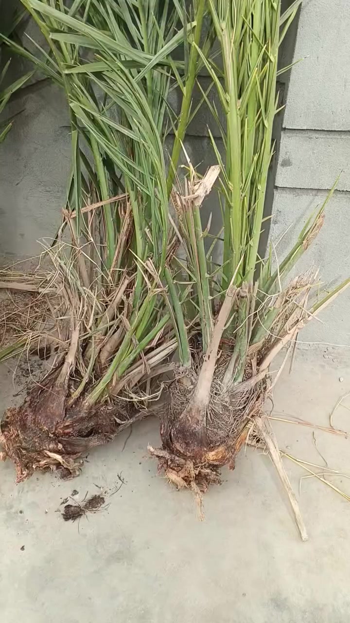 يتوفر فسائل بريم العنوان واسط قضاء الصويره ***********
