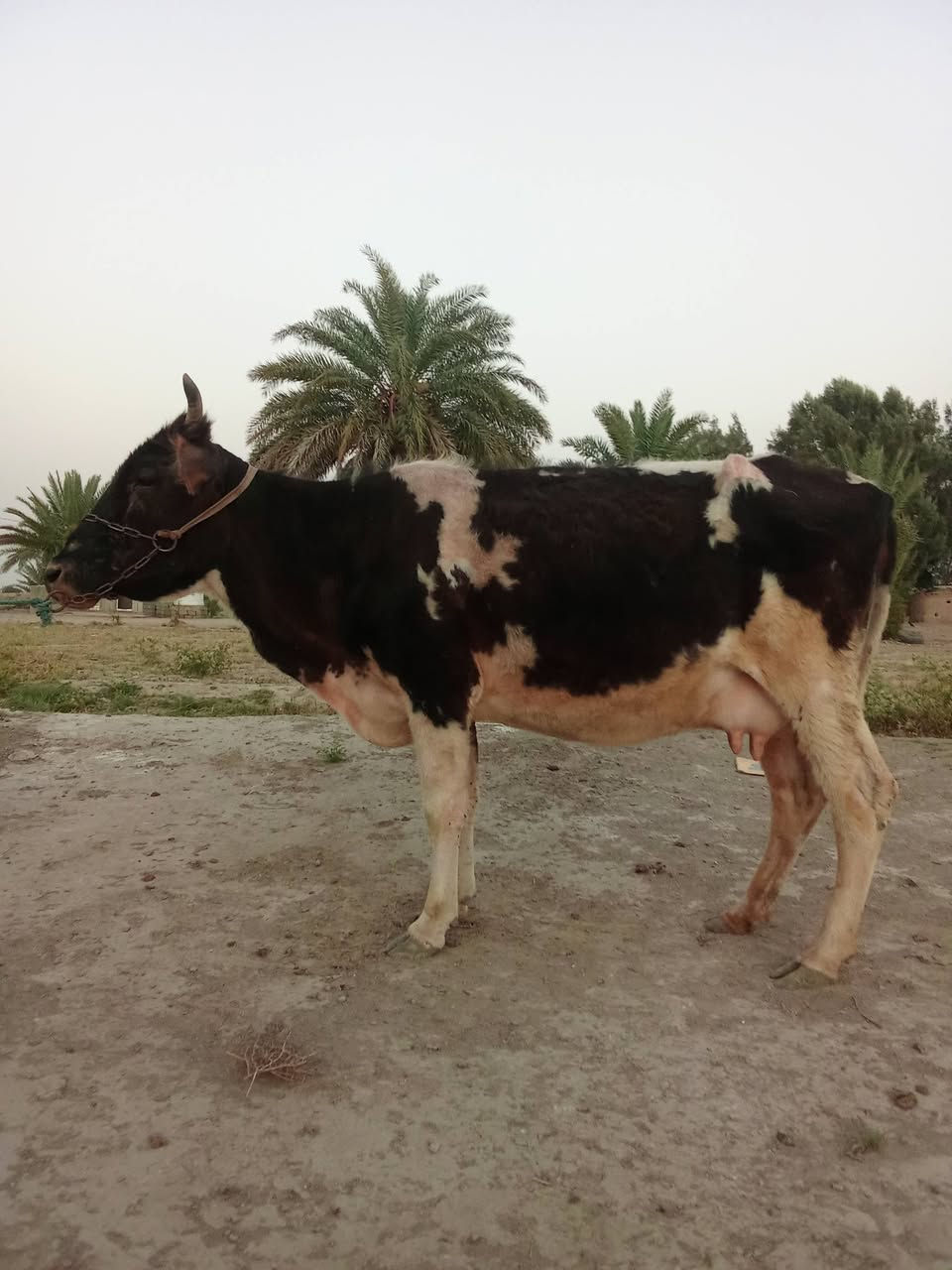 اللهم صل على محمد وال محمد
لجاب للبيع شرط الجني مشروطات على كل عيب 

امهات ثاني بطن يحلبن بدون ابن شرط النصاحه والجني 

السعر الزوج. 2450. المكان بابل الشوملي 

***********. بي واتساب
