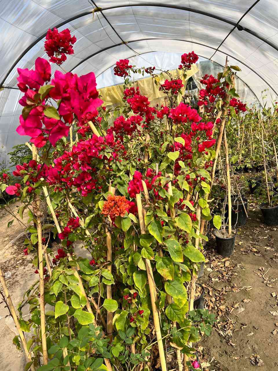 توفر لدى مشتل الزهراء الزراعي  ورد جوري عراقي بخور عصا موسى بذور ورد  ثيل هندي؛  مشروع المسيب شارع ابو الجاسم ع  اي استفسار  ***********
