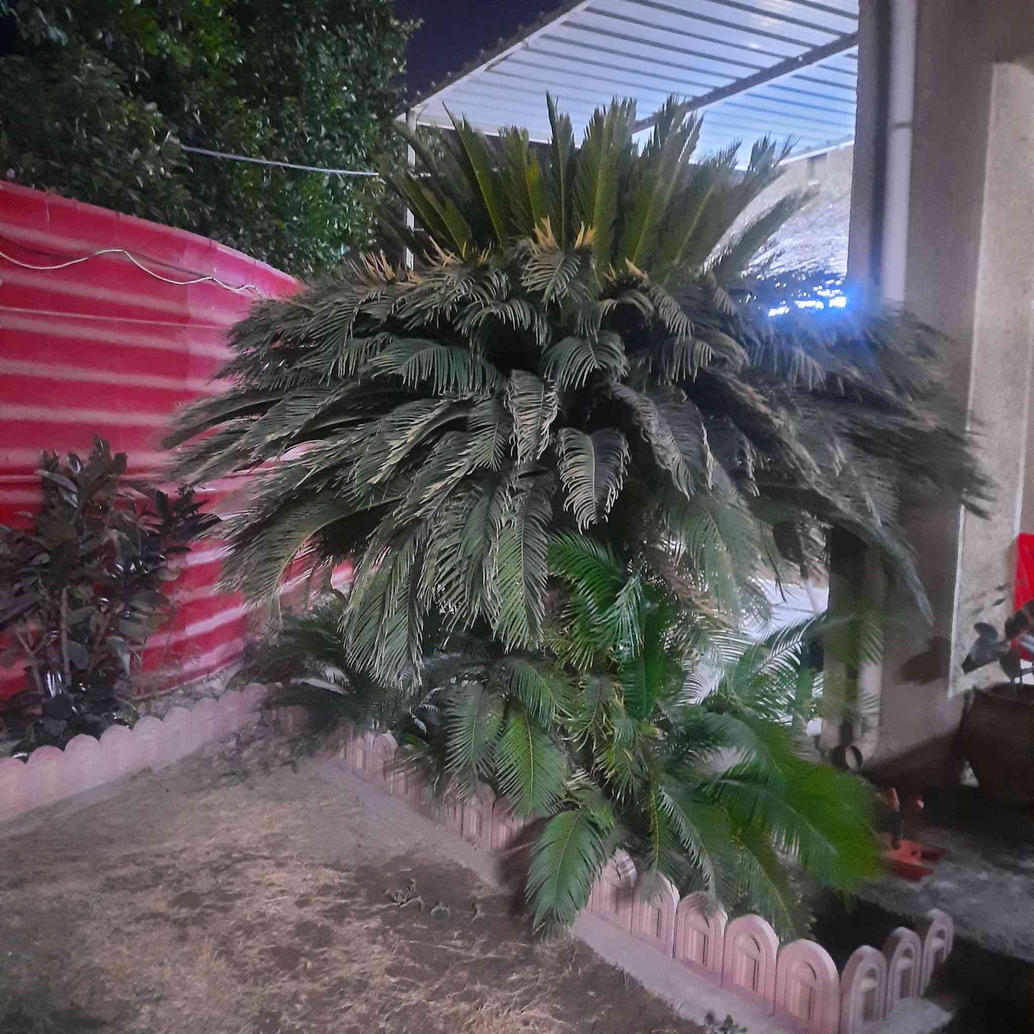 السلام عليكم سايكس للبيع عدد 2 سعر 900 الوحده العمر اكثر من 25 سنه ارتفاع اكثر من متر ***********
