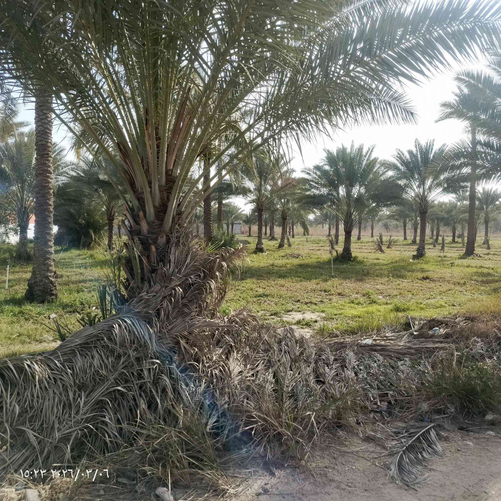 سلام عليكم دونم طابو سند 25 مناصفه شرط يتحول بطابو واجه دونم 32م نزال 78م موقع المدائن سلمان باك منطقه باوي غريب على شارع العام بنص البيوت  #ملاحضه دونم فقط يصلح سكن فقط سكن تواصل على خاص أو على رقم ***********
