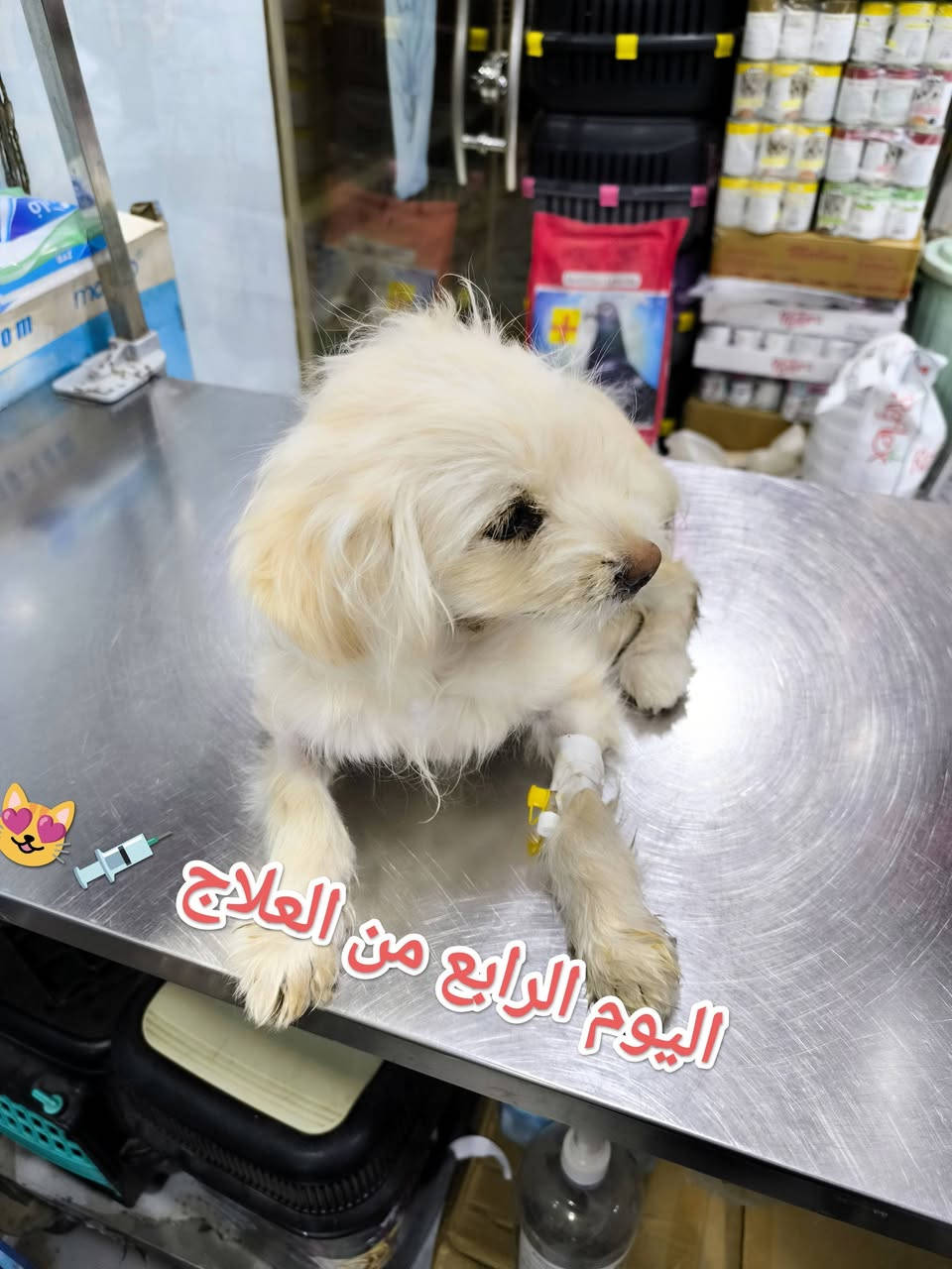 #قبل أيام كان في ضيافتنا كلبه نوع ترير.. جميله...
#لأحد اخوانا الاعزاء 🌺 
يعاني من 
#اسهال شديد 😞
#قيئ مستمر🤮
# فقدان الشهية 🤢 
#خمول 😣
#جفاف شديد 😍
#بعد الفحص والتشخيص 🧑‍⚕️ 🩺 
لوحظ..إصابته .. بالالتهاب الأمعاء ....#نتيجة تعرضها لتغيير في درجات الحرارة ...مما أدى إلى إصابة....#تم إعطاء المحاليل الوردية اللازمة..مع كورس متكامل من #العلاجات.. الخاصة الحاله وبعد مرور عدة أيام والحمد لله تم اكتساب الشفاء التام 😍 🧑‍⚕️ 
العيادة البيطرية City cat clinic 
#جمعية -الشارع الخدمي-قرب اليهوديه مقابل البشير للتمور العالمية من جهة الشارع الخدمي 
#للحجز والاستفسار يرجى مراسله الصفحه او الاتصال على الرقم ***********
#تتوفر خدمه توصيل لجميع المحافظات 🛵
