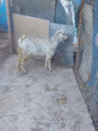 تكريت • مجلس المحافظة القديم • للبيع