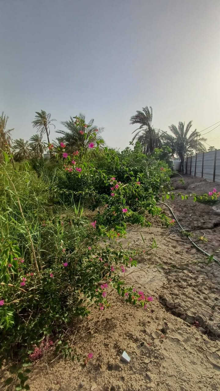 🌴 دونم للبيع في موقع مميز – أبي الخصيب 🌴
فرصة رائعة لامتلاك عقار مميز مطل على نهر جارٍ في منطقة هادئة وجميلة، مناسب للسكن أو الاستثمار أو الاستراحة العائلية.
🔹 المساحة: دونم كامل
🔹 السند: طابو ملك صرف – تحويل باسم المشتري مباشرة
🔹 الموقع: مطل على نهر جارٍ
🔹 يحتوي على: عدد من النخيل والأشجار المثمرة
🔹 مسيج بالكامل من جميع الجهات
🔹 يتضمن دار استراحة (كرفان) جاهزة للاستخدام
🔹 قريب من الشارع العام الداخلي (السايدين)
🔹 العنوان: البصرة – أبي الخصيب – طريق الصحراء
✨ موقع مميز يجمع بين الهدوء والطبيعة وقرب الخدمات، ويصلح للسكن أو للاستثمار أو كاستراحة خاصة.
📞 للاستفسار والاتصال:
*********** البصرة, العراق

